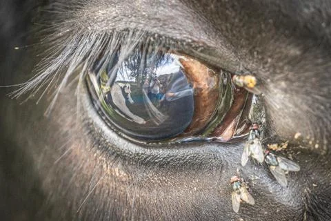 Close Up Of A Cow's Eye With Flies On It Stock Photos