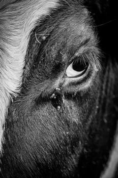 Close Up Of A Cow's Eye With Flies On It Stock Photos