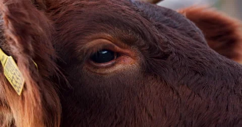 A close up of an cows eye looking around Video stock 149487060