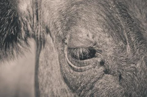 A close-up in a cow's eye Stock Photos