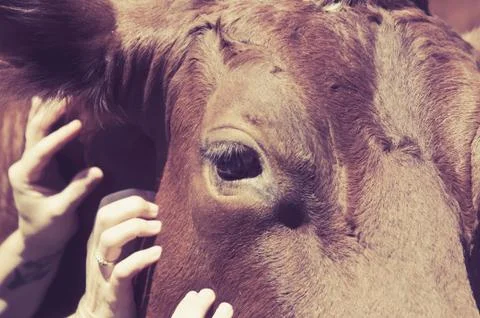 A close-up in a cow's eye Stock Photos