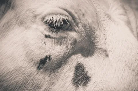 A close-up in a cow's eye Stock Photos