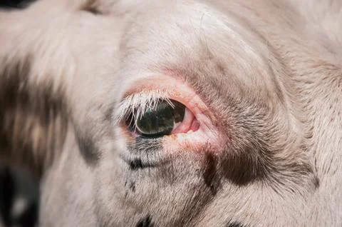 A close-up in a cow's eye Stock Photos