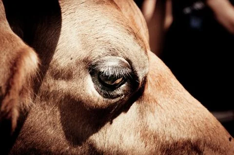 A close up in a cow's eye Stock-Fotos