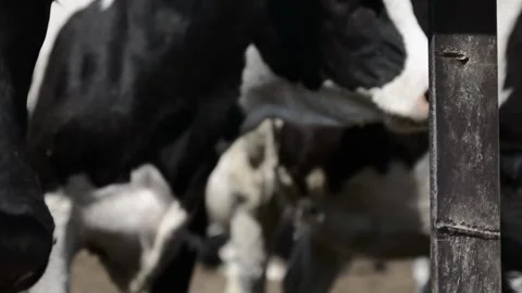 A close-up of a cow's face and head near a hay feeder on a farm 库存影片 278408980