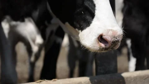 A close-up of a cow's face and head near a hay feeder on a farm 库存影片 278408981