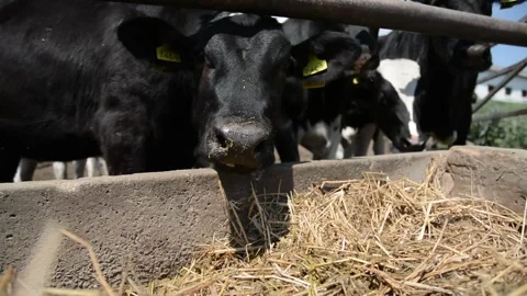 A close-up of a cow's face and head near a hay feeder on a farm Vídeo Stock 278408983