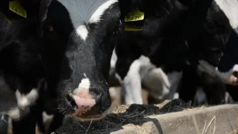 A close-up of a cow's face and head near a hay feeder on a farm Vídeo Stock 278408984