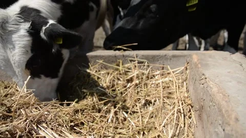 A close-up of a cow's face and head near a hay feeder on a farm Vídeo Stock 278409003