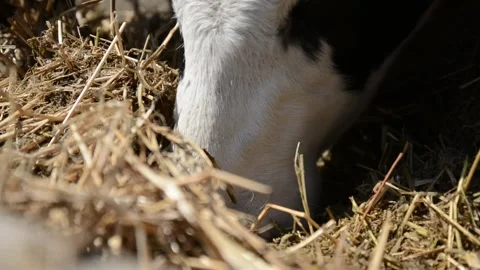 A close-up of a cow's face and head near a hay feeder on a farm Vídeo Stock 278409009