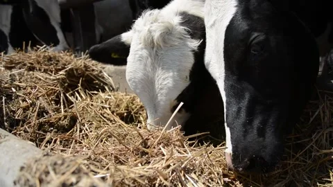 A close-up of a cow's face and head near a hay feeder on a farm Vídeo Stock 278409012