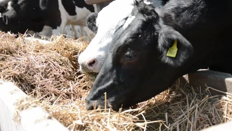 A close-up of a cow's face and head near a hay feeder on a farm 스톡 동영상 343250418
