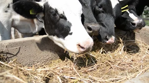 A close-up of a cow's face and head near a hay feeder on a farm 動画素材 343250420