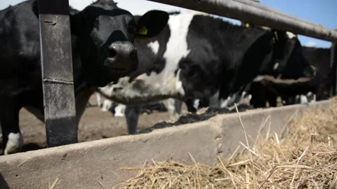 A close-up of a cow's face and head near a hay feeder on a farm Stock-Footage 343250428