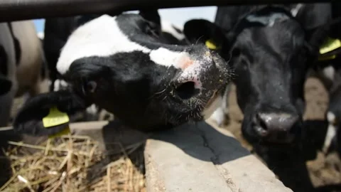 A close-up of a cow's face and head near a hay feeder on a farm Stock Footage 343250436