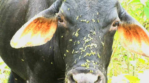  close up of cow's face Stock Footage 156956