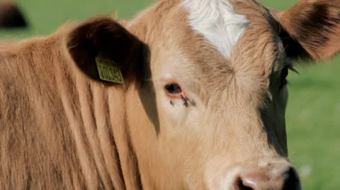 Close up of cow's face Video stock 24030389
