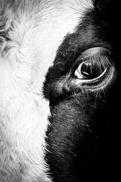 Close Up Of A Cow's Face, Half Black And Half White Stock Photos