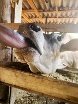 Close-up on a cow's face licking Stock Photos