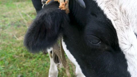 Close-up of a cow's face looking at the camera with big eyes. Stock Footage 301205583