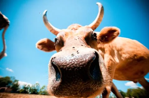 A close-up in a cow's face Stock Photos