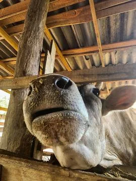 Close-up of a cow's face Stock Photos