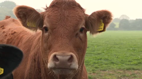 Close Up of Cows on Farm Stock Footage 47518151