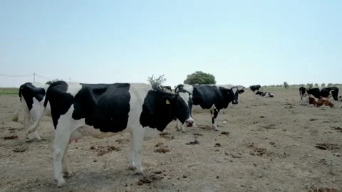 Close-Up of Cows on Farm Stock Footage 282929716