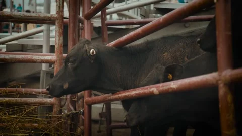 Close-Up: Cows in Farm Pen or Feedlot Stock Footage 326002055