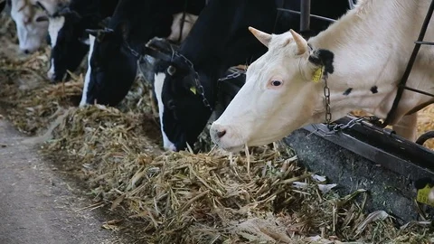 Close up for cows feeding in large cowshed at a farm. Footage. Cows cattle Stock Footage 111662296
