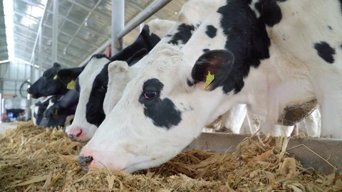 Close up Cows Feeding Process on Farm, a group of cows being fed and taken care Stock Footage 106951492