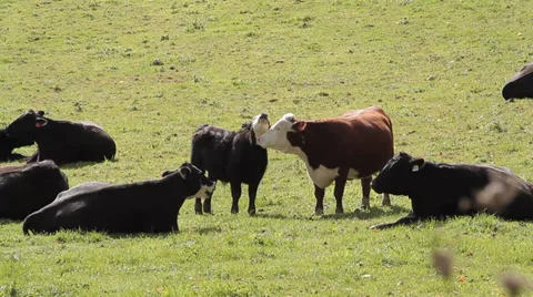 Close up of cows in field Video stock 36887268