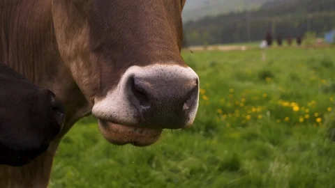 Close up of cows grazing in farm field Stock Footage 122596989
