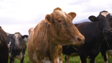Close up of cows grazing in farm field Vídeo Stock 122598043