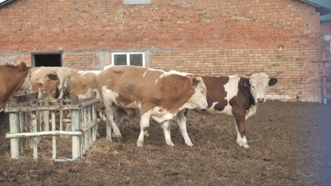 Close-up of cows grazing in a meadow Stock Footage 132786956