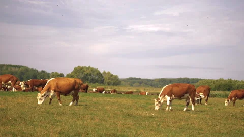 Close-up of cows grazing in a meadow Stock Footage 132787064