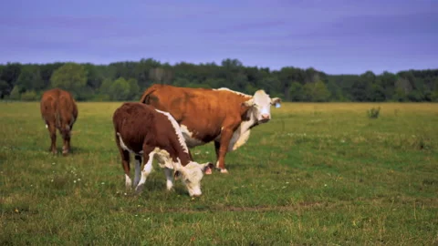 Close-up of cows grazing in a meadow Stock Footage 132787194