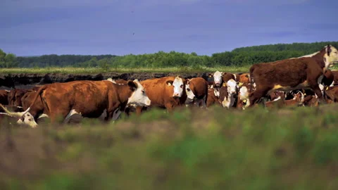 Close-up of cows grazing in a meadow Stock Footage 132787341