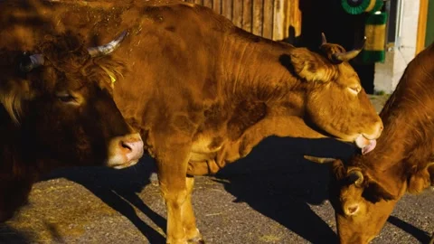 Close up of cows grooming Stock Footage 234172087