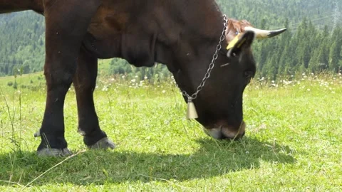 Close-up of a cow's head with a bell on its neck eating grass in a meadow. The Stock Footage 248057162