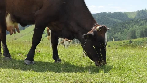 Close-up of a cow's head with a bell on its neck eating grass in a meadow. The Stock Footage 248696399