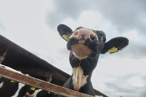 Close-up of a cow's head with a chip on its ears. Farming and raising cattle 스톡 사진