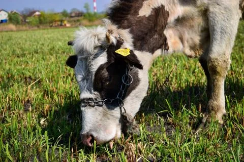Close-up of cows head, graze on the meadow, beautiful blue sky and clouds in bac Foto stock