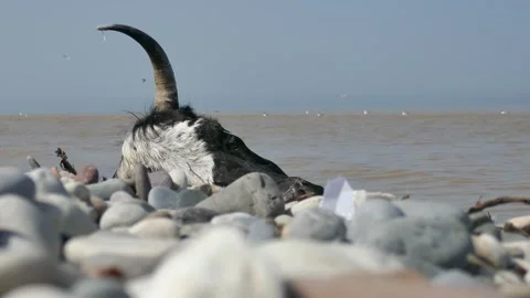Close-up of a cow’s head with a horn lying among coastal rocks by the sea Video stock 318685152