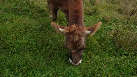 Close-up of a cow's head with horns Stock Footage 278221471