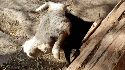 Close up of a cow's head looking around the yard Stock-Footage 185714138