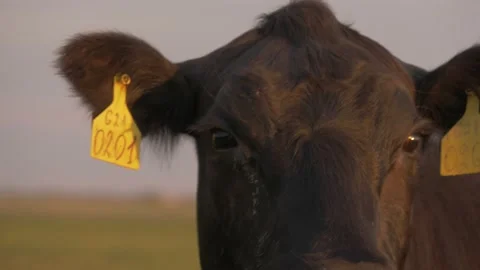 Close up the cow's head looks out into the field. Stock Footage 142031723