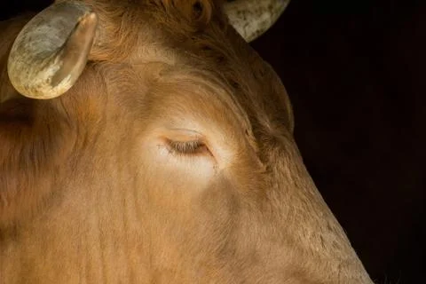Close-up of a cow's head in the stable Stock Photos