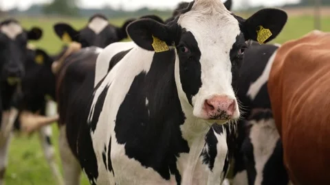 Close-up of a cow's head without horns Stock Footage 316958106