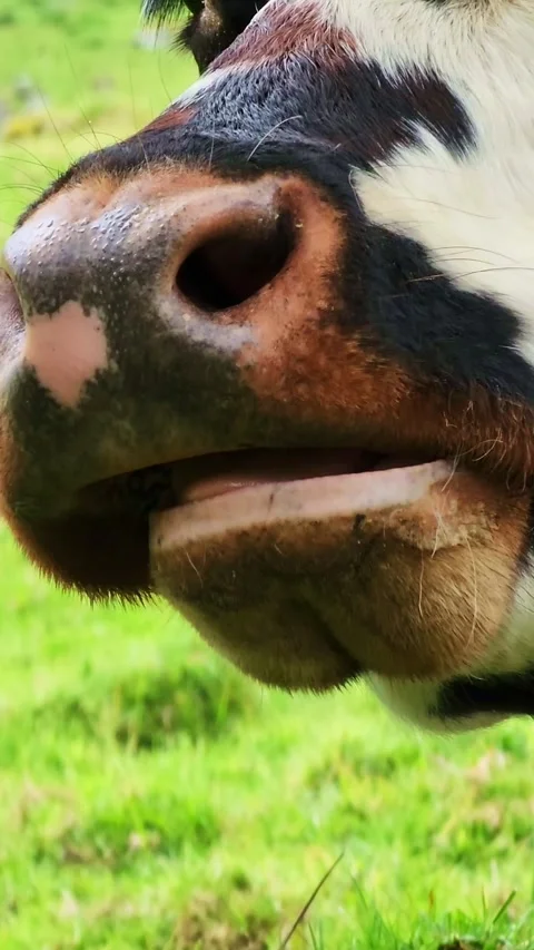 Close up of a cow's mouth chewing in a green field Stock Footage 339772436